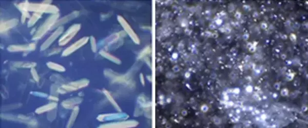 「バイオミメティクス（1）から誕生した「グアニン結晶」を化粧品へ応用、特許を取得」の画像