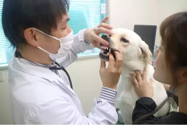 「アイメイト（盲導犬）の歯科検診」の様子を公開