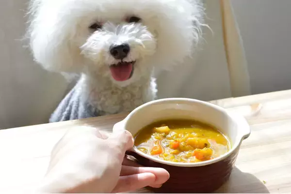 「10月12日(土)東京・有明にオープン！23区内最大級の愛犬家向け複合型施設「HOT DOG TOWN Ariake」で、GREEN DOG ＆ CAT がドッグフード・おやつの商品選定を監修」の画像