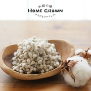 「和綿の種ひろがるプロジェクト HOME GROWN 2022」参加メンバーを募集しています！