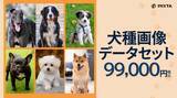 「PIXTA、機械学習用「犬種画像データセット」販売開始」の画像1