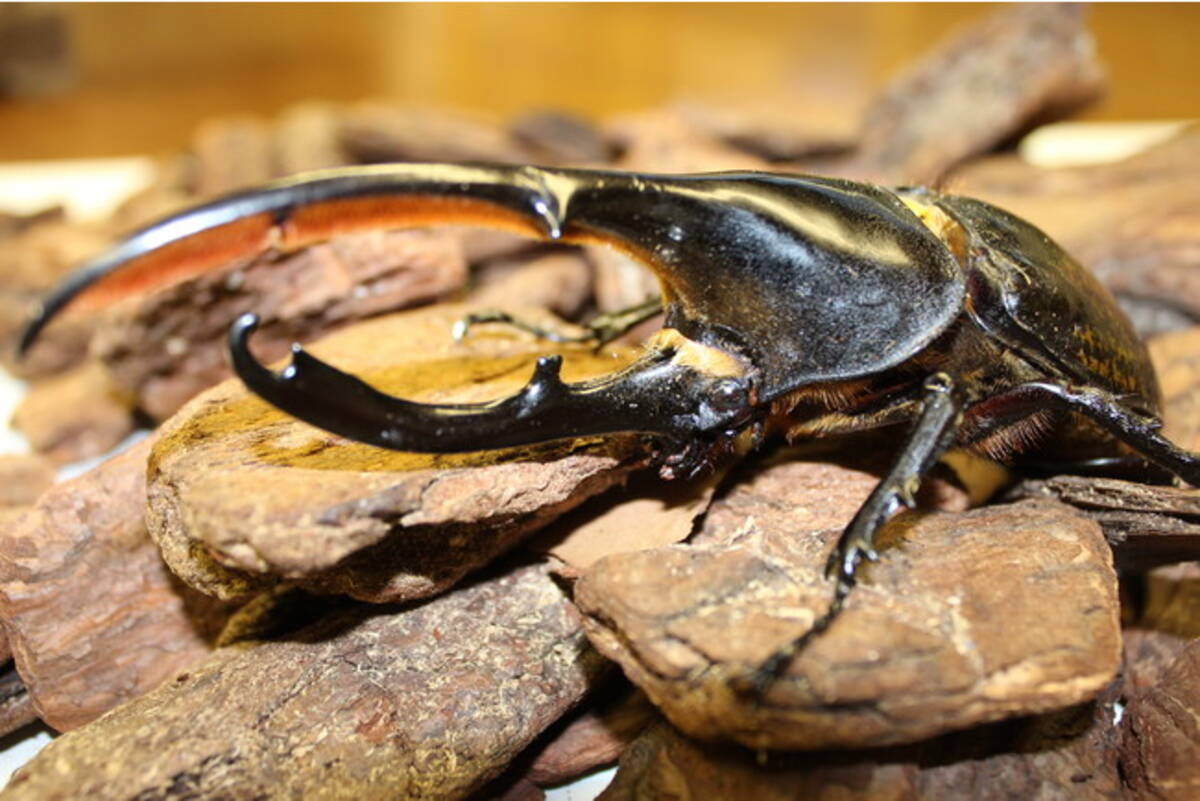 夏休み小 中学生無料 自由研究にもおすすめ人気企画 熱帯の昆虫と食虫植物 22年7月12日 火 8月28日 日 開催 板橋区立熱帯環境植物館 22年7月7日 エキサイトニュース