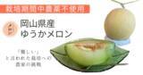 「西日本初【栽培期間中農薬不使用】“ゆうかメロン”本格販売スタートへ。Readyforクラファンで成功！」の画像1