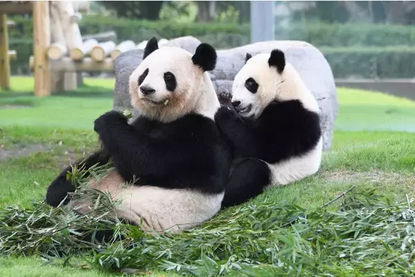 【 2/17 (木) 13:30～ 生中継 】特別支援学校・学級向けオンラインツアー「パンダに会いに行こう！アドベンチャーワールド」 を開催