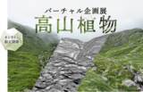 「【国立科学博物館】国立科学博物館フルバーチャル企画展「高山植物」 開催！～バーチャル登山から保全まで～」の画像1