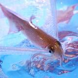 「3月限定企画。一日限定20杯！売り切れ御免！！”泳ぎイカのお造り”を堪能できる京都西院にある個室居酒屋「羽根屋」。他では味わえない、透明のイカの刺身！！3月の歓送迎会に泳ぎイカはイカが？(笑)」の画像1