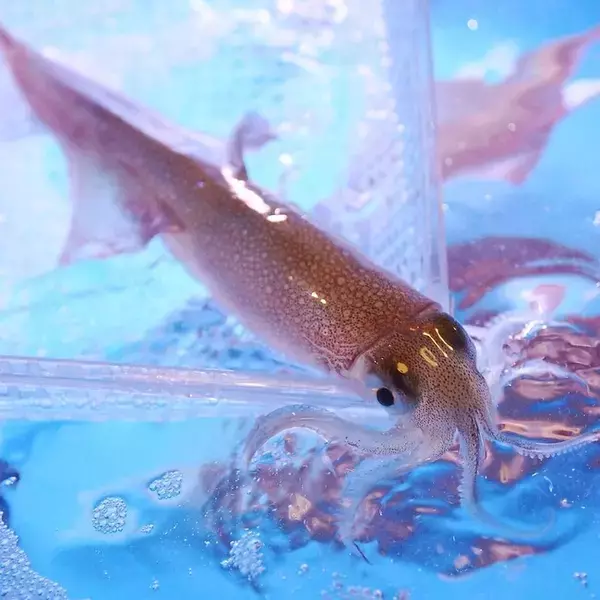 「3月限定企画。一日限定20杯！売り切れ御免！！”泳ぎイカのお造り”を堪能できる京都西院にある個室居酒屋「羽根屋」。他では味わえない、透明のイカの刺身！！3月の歓送迎会に泳ぎイカはイカが？(笑)」の画像