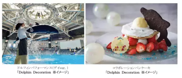 【マクセル アクアパーク品川】『マクセル アクアパーク品川×品川プリンスホテル』“クリスマスケーキ作り”の工程をイルカたちのパフォーマンスで表現！
