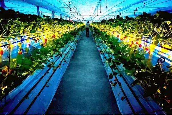 【福助ファーム】3月20日(金)兵庫県三田市で「夜のいちご狩り」開始。ライトアップハウスで楽しむ幻想的な“大人のいちご時間”