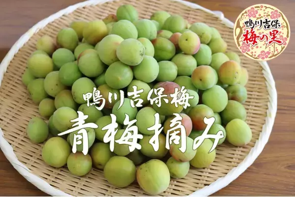 鴨川吉保梅 青梅摘み この時期だけの梅収穫体験
