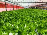 「高知で「未来型農業」始動！アドインテ、水耕栽培野菜の販売スタート」の画像1