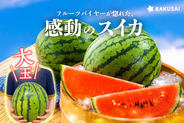 バイヤーが惚れた、感動のスイカ 蛭田さんの大玉スイカ『夏のぜいたく』（神奈川県）