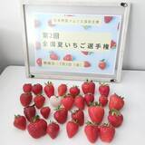 「おいしい「夏いちご」NO.１が決定！日本一は、奈良県天理市「カジュレアの古都華『極夏ノ雫』(ゴクカノシズク）/いちご農園カジュレア」が決定！」の画像1
