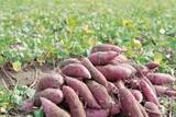 「【JAF石川】加賀野菜「五郎島金時」の収穫体験を楽しもう！JAFデー参加者募集中」の画像1