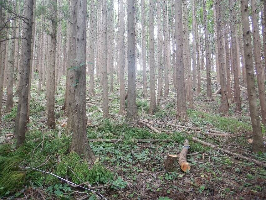 GXの出遅れが命取り。創出量15倍に拡大の「森林クレジット」が今注目されるワケ