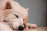 「犬の睡眠時間ってどれくらい？安眠できる環境を作るポイントも併せて解説！」の画像1