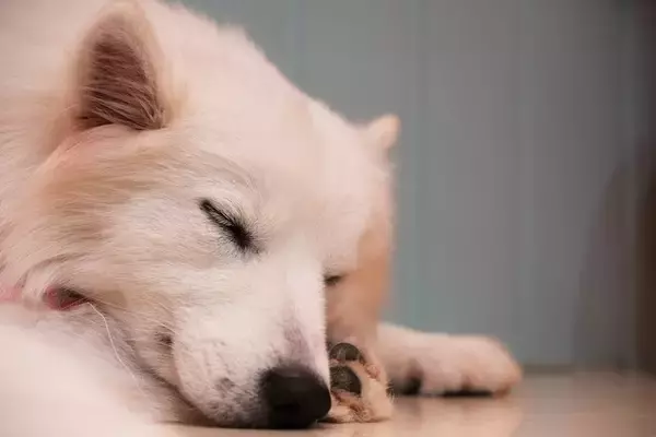犬の睡眠時間ってどれくらい？安眠できる環境を作るポイントも併せて解説！