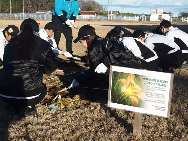 茨城県筑西市のつくば工場にて、ハマカンゾウ110株の追加植栽を実施
