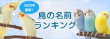 「【2025年最新】鳥の名前ランキングを発表！」の画像1