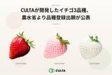 「CULTAが開発したイチゴ3品種、農水省より品種登録出願が公表」の画像1
