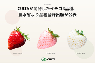 CULTAが開発したイチゴ3品種、農水省より品種登録出願が公表