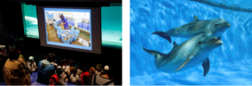 日本動物園水族館協会『飼育の日』(4/19)にちなみ鴨川シーワールド　特別レクチャー「イルカの飼育について」を開催