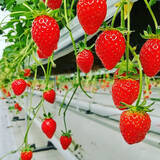 「【ホテルJALシティ那覇】イチゴづくしのランチイベントを2月22日に開催！」の画像1