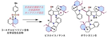植物に含まれる複雑な天然物の完全化学合成に成功　―ビスロイコノチンAおよびボウシゴニンBを世界に先駆けて全合成―