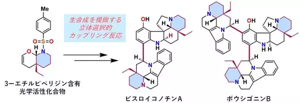 植物に含まれる複雑な天然物の完全化学合成に成功　―ビスロイコノチンAおよびボウシゴニンBを世界に先駆けて全合成―