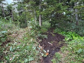 【岐阜県飛騨市】全国からの支援をカタチに！荒廃する高山植物を守る「登山道の木道設置」ボランティア募集を再開（10月13日・17日開催）。大雨による延期を乗り越えたリベンジ企画