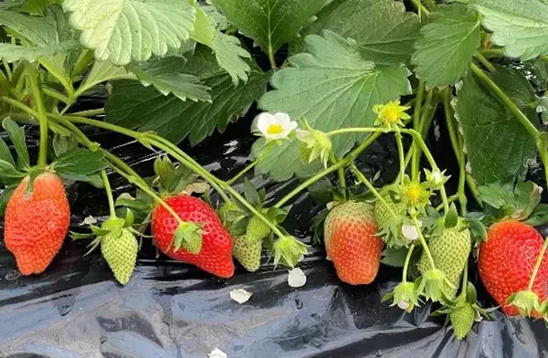 「野菜王国なめがた」から1月15日（イチゴの日）キャンペーン！「行方市産朝採れいばらキッス・とちおとめ・やよいひめ」を特別価格で販売