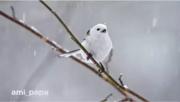 インスタグラムで人気の「北海道3大かわいい動物」プロジェクトがYouTubeチャンネル「北海道かわいい動物チャンネル」開設
