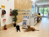 「日本介助犬協会に業務用 次亜塩素酸 空間除菌脱臭機「ジアイーノ」を寄贈」の画像1