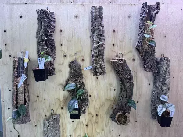 「インドネシア自生地を自宅で再現」