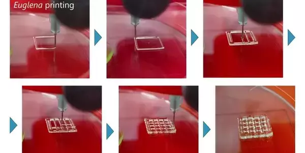 3Dバイオプリンティング構造物内での微細藻類ユーグレナの細胞増殖を確認