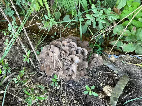 「大半が失敗となってしまう営農型太陽光発電を、キクラゲの栽培で成功へ導く。自身のキノコ好きから始まった事業成長の裏側。」の画像