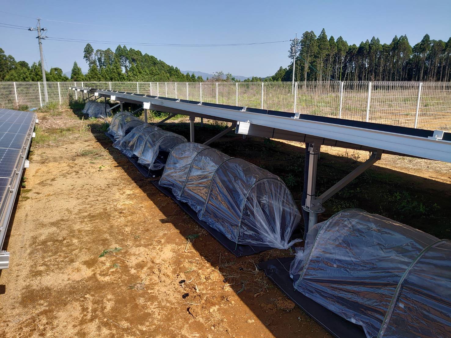 大半が失敗となってしまう営農型太陽光発電を、キクラゲの栽培で成功へ導く。自身のキノコ好きから始まった事業成長の裏側。