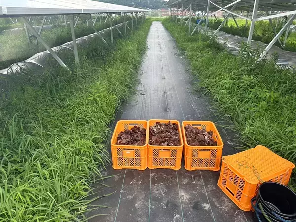 「大半が失敗となってしまう営農型太陽光発電を、キクラゲの栽培で成功へ導く。自身のキノコ好きから始まった事業成長の裏側。」の画像