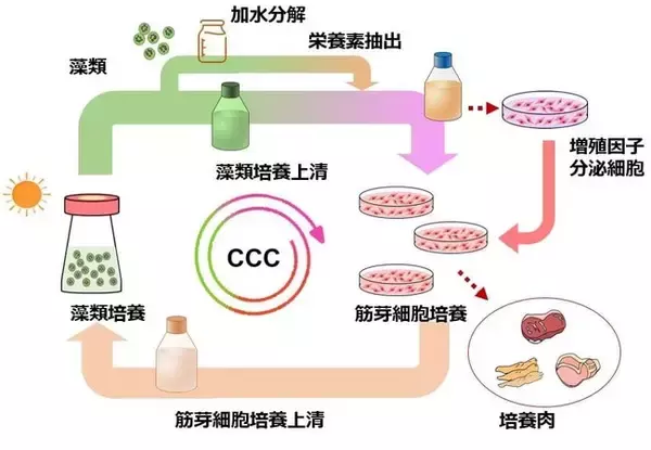 カルネット コンソーシアム、「日本初の培養肉製造ライン」の整備方針について検討、東京女子医大 清水教授も交えて細胞農業の基礎研究から事業化までの取り組みを議論