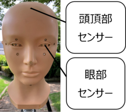 太陽を見ていなくても、目は紫外線を浴びている-見落としがちな“散乱光“や“反射光“に要注意