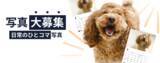 「《POCHI》うちの子（犬）の“なんでもない日常のひとコマ”写真大募集！」の画像1