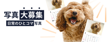 《POCHI》うちの子（犬）の“なんでもない日常のひとコマ”写真大募集！