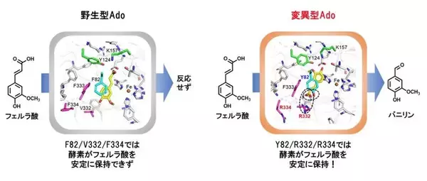 バニラの甘い香り成分を生成する酵素を開発 ～農産廃棄物由来の化合物から室温で簡便に合成可能～