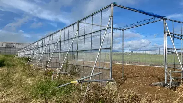 【日本初！国産ドリアン栽培へ】石垣島でトロピカルフルーツを中心とした農業生産事業本格スタート（合同会社かをり果樹園石垣）