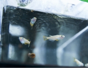 環境中に存在する抗うつ薬 ～ヒトと魚類に対する感受性の比較～