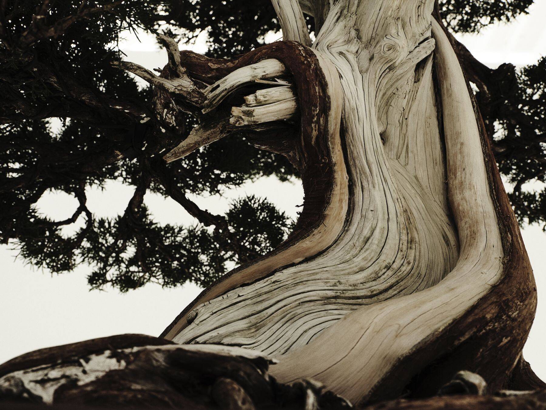 〈WILDSIDE YOHJI YAMAMOTO〉がTRADMAN’S BONSAIとの初となるコラボレーションを発表