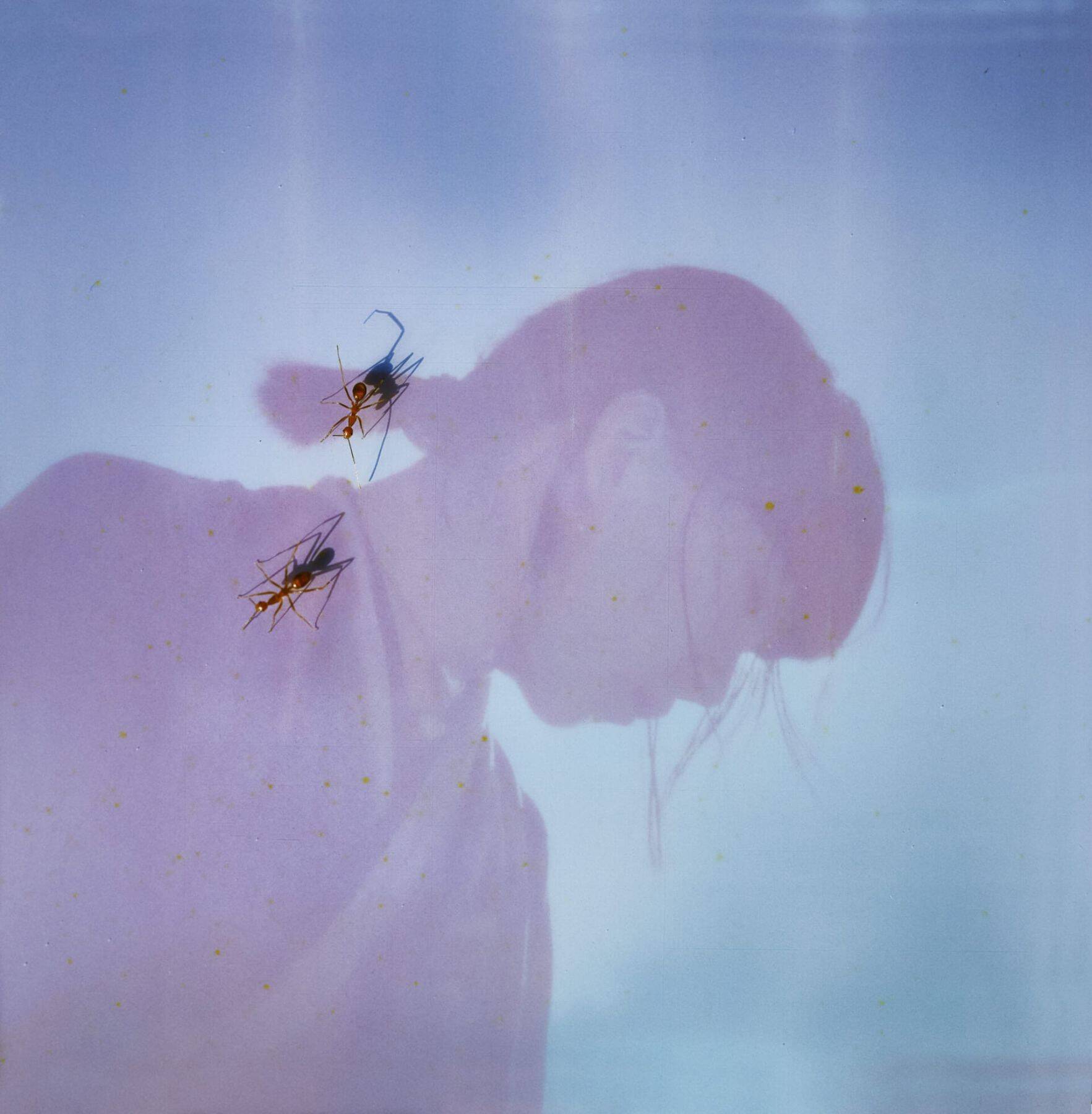 ブラック・カントリー・ニュー・ロード待望のジャパンツアーにIchiko Aobaと柳瀬白瀬がゲストアクトとして出演