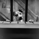 「谷川俊太郎『楽園』、待望の発売決定｜引き出しに約70年間眠っていた貴重なネガと、詩作を始めたころの詩が部数限定の2冊組愛蔵版となり書籍化」の画像5