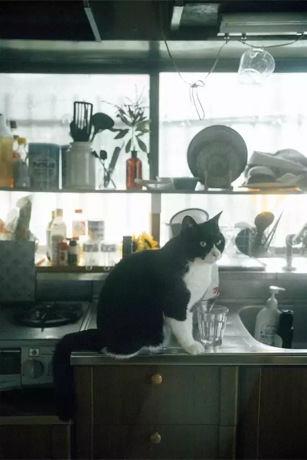 「ピスタチオスタジオ、インタビュー｜basho（CBS）、ryo takahashi、tajima hal、Quojama、%C、鈴木真海子が語るクルーの現在地」の画像