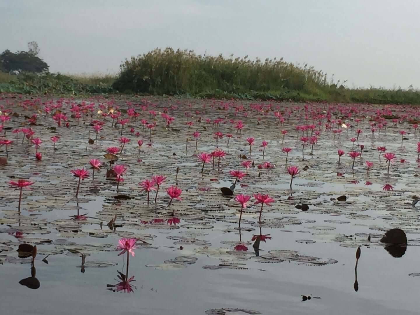 タイと日本における“美容”の価値観の変化｜対談：鈴木雅史（株式会社THANNナチュラル 取締役執行社長）×西堀純市（SETSUZOKU プロデューサー）